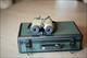Swarovski SLC 8x30 Habicht Binoculars - Excellent Condition - CASE + EXTRAS