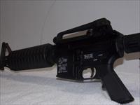 Colt   Img-2