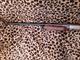 Benelli Super Black Eagle 2 eastern flyway edition 2004