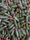 1000 - 9mm Luger 115gr. RN FMJ  SUPER "Hot" "Buy" + 20 More "FREE" "ROUNDS + "FREE" SHIPPING