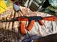 Saiga Legion 