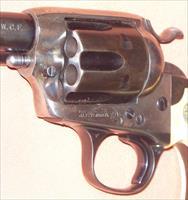 Colt   Img-7